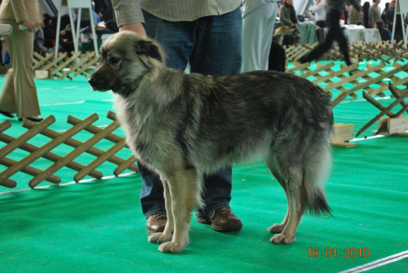 2010 CACIB Ljubljana - foto povečava