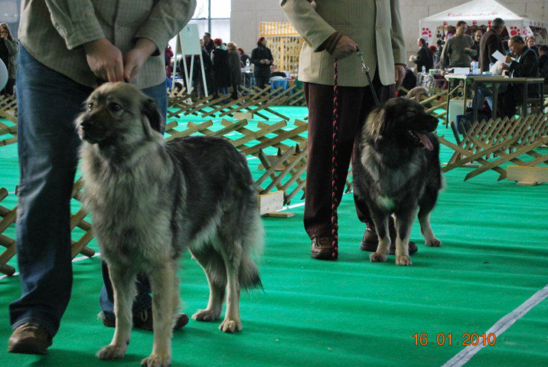 2010 CACIB Ljubljana - foto povečava