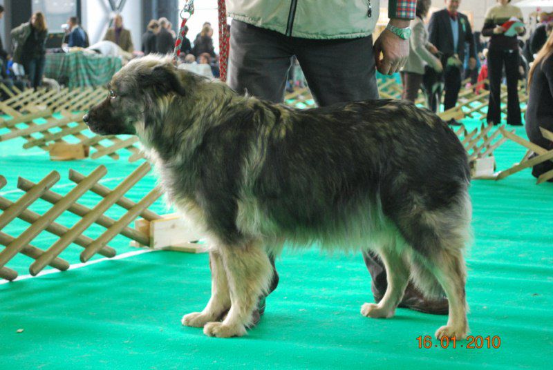 2010 CACIB Ljubljana - foto povečava