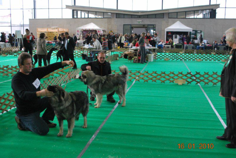 2010 CACIB Ljubljana - foto povečava