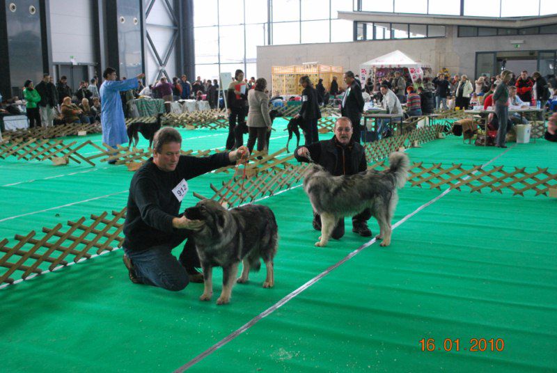 2010 CACIB Ljubljana - foto povečava