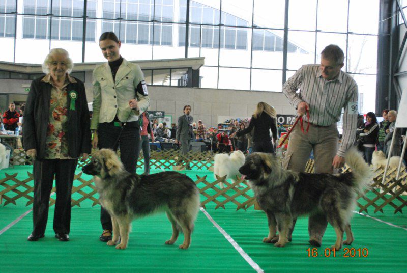 2010 CACIB Ljubljana - foto povečava