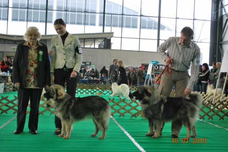 2010 CACIB Ljubljana - foto povečava