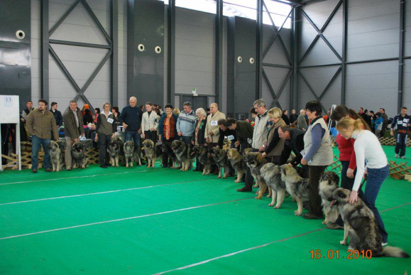 2010 CACIB Ljubljana - foto povečava