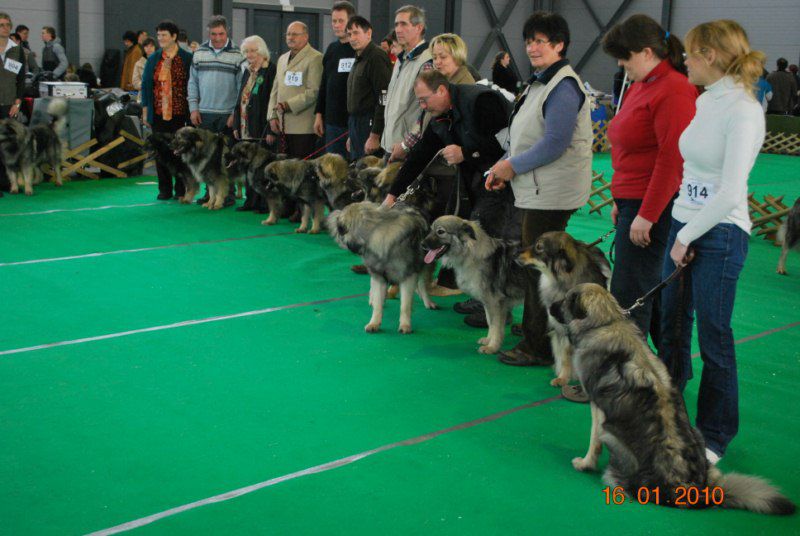 2010 CACIB Ljubljana - foto povečava