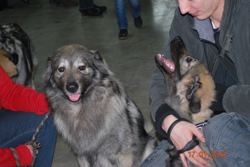 Kraški ovčar 2010 CACIB Tromostovje  - foto povečava