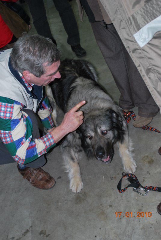 Kraški ovčar 2010 CACIB Tromostovje  - foto povečava