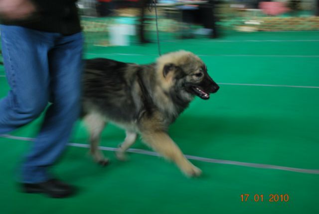 Kraški ovčar 2010 CACIB Tromostovje  - foto