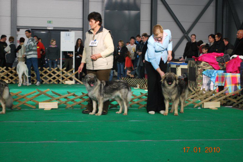 Kraški ovčar 2010 CACIB Tromostovje  - foto povečava