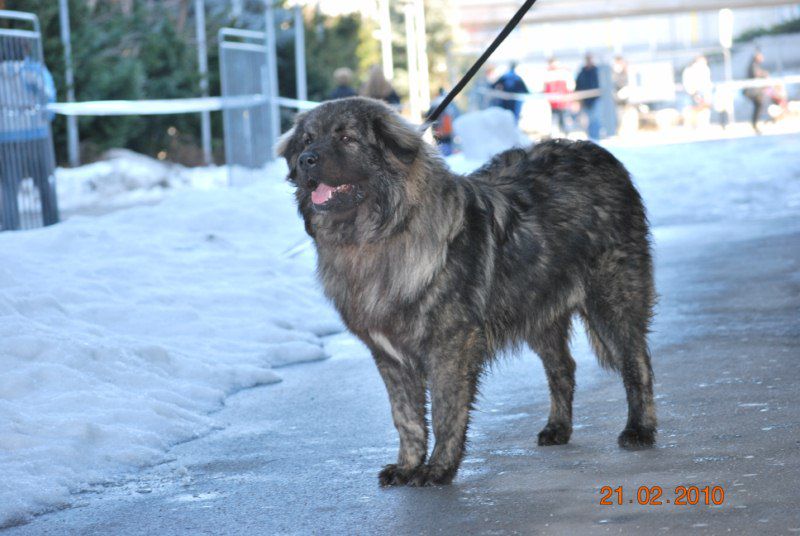 2010 CAC Celje - foto povečava