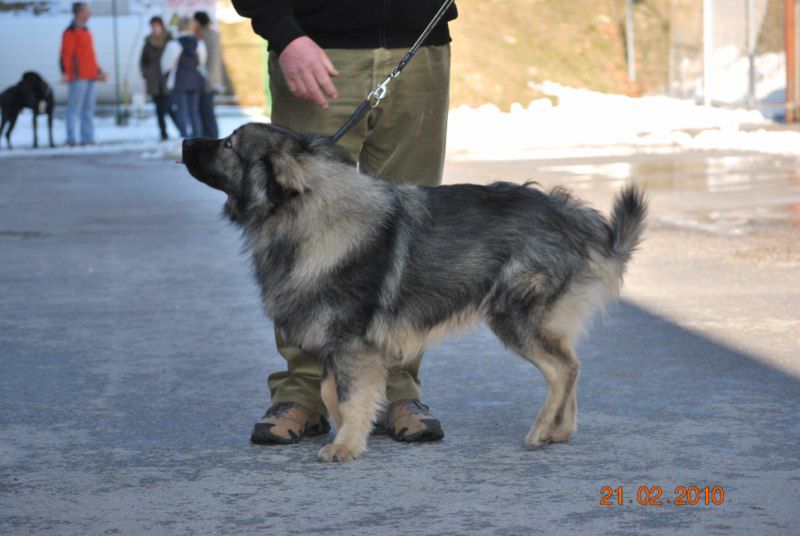 2010 CAC Celje - foto povečava