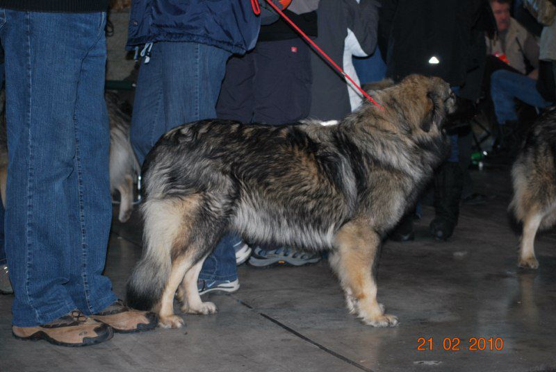 2010 CAC Celje - foto povečava