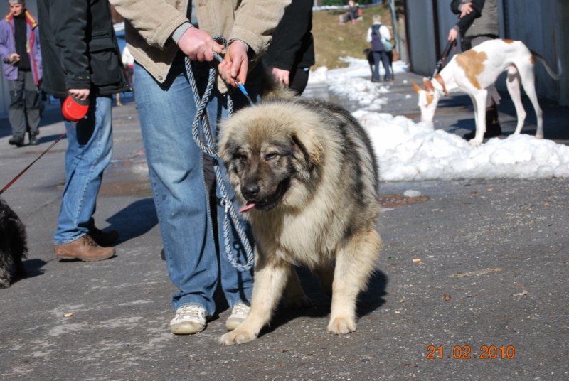 2010 CAC Celje - foto povečava