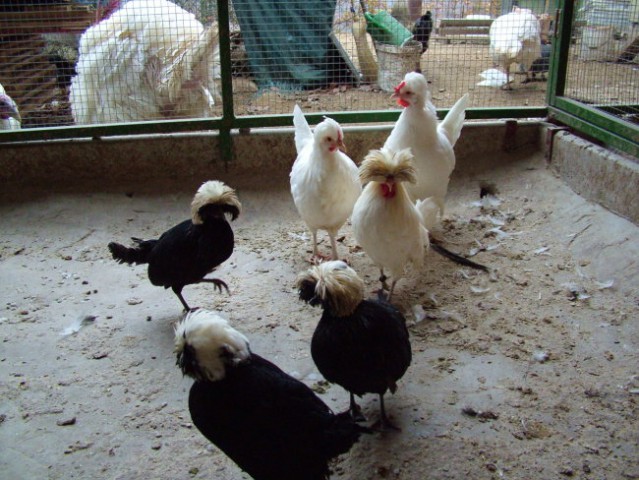 Belokape holandske pritlikave kokoši