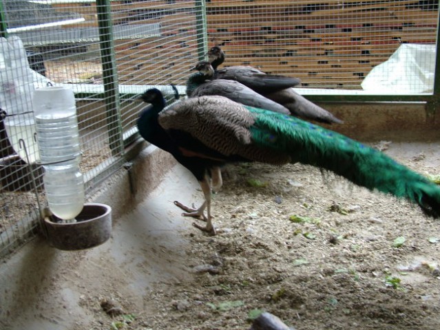 Pavi  , kupljeni v živalskem vrtu . oddali so vse zaradi ukrepov  pt  gripe
