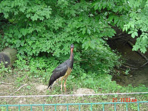 ZOO - 21.05.2006 - foto