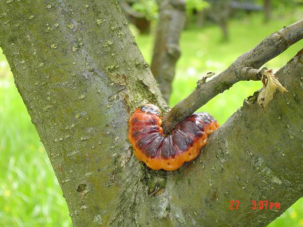 Golica 27.05.2006 - foto povečava