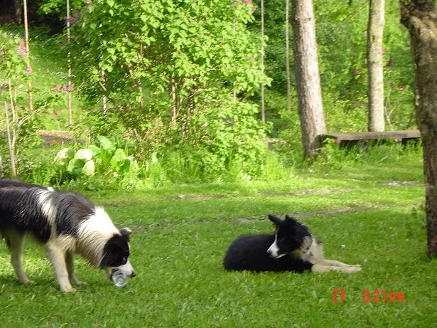 Veni in Buffy, 12 ur pred razstavo  - foto povečava