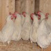 LEGHORN so važne in živahne
