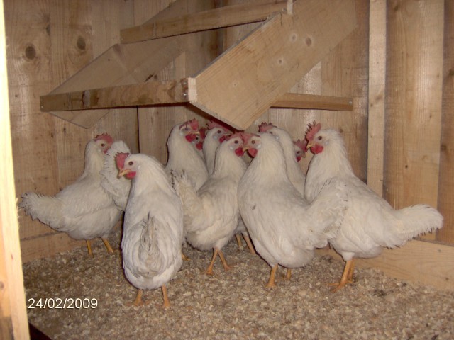 Leghorn kokoši imajo zbor