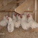 Leghorn kokoši imajo zbor