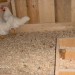 Leghorn učimo nest v gnezdu