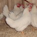 Leghorn pri nas doma