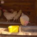 Naše prve Leghorn