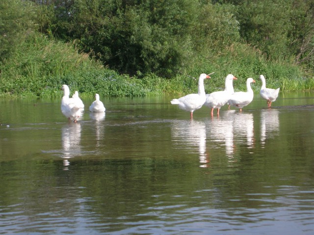 Rajd Pikuś 2006 - foto