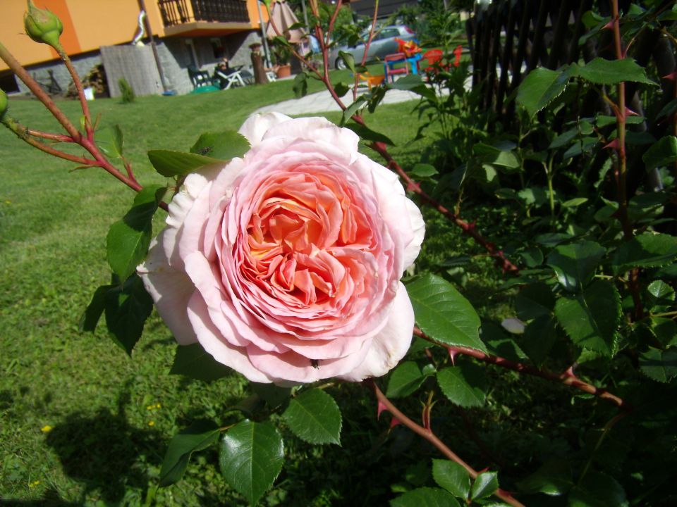 Moje vrtnice 2012 - foto povečava