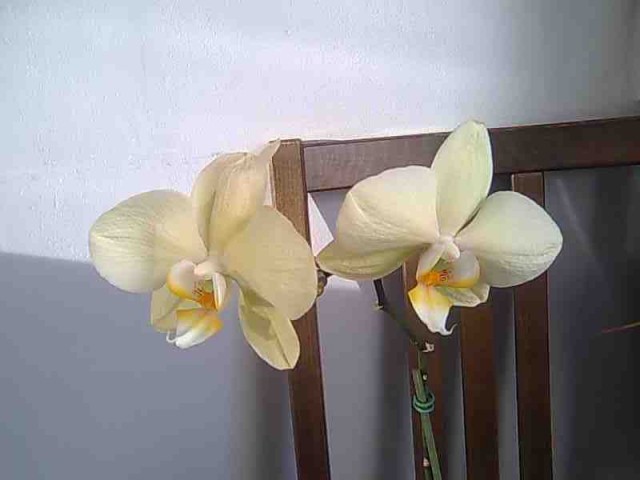 OrhideJe - foto