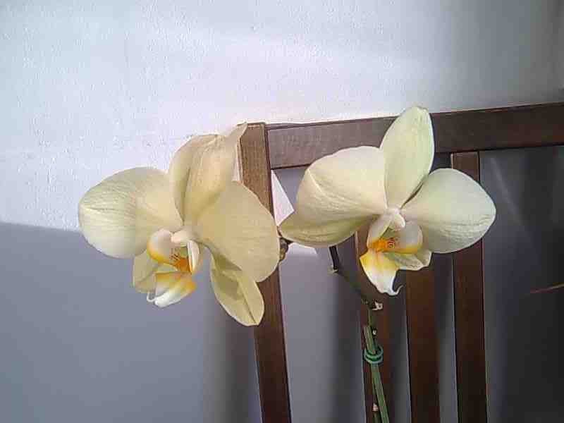 OrhideJe - foto povečava
