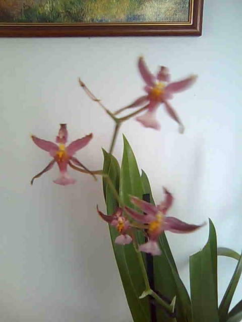 OrhideJe - foto