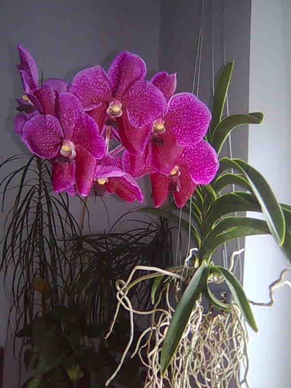 OrhideJe - foto povečava