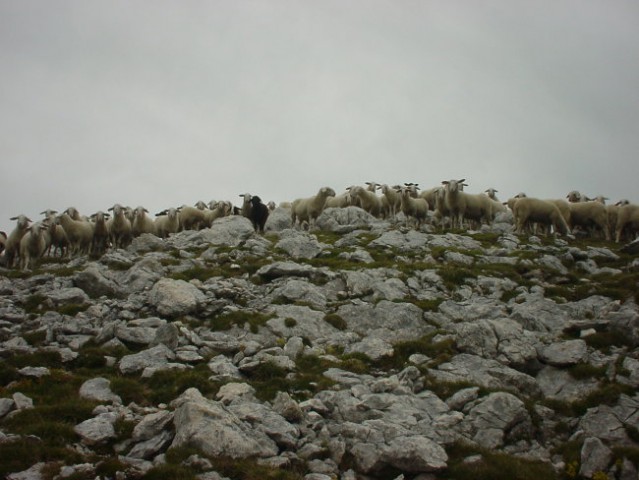 Ovce na Prvem Voglu