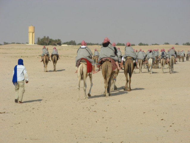 Kamele v Douzu