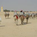kamele v Douzu