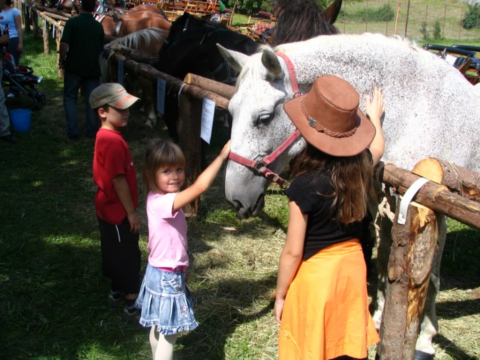 Konji - foto povečava