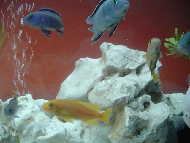 Moj akvarij - foto