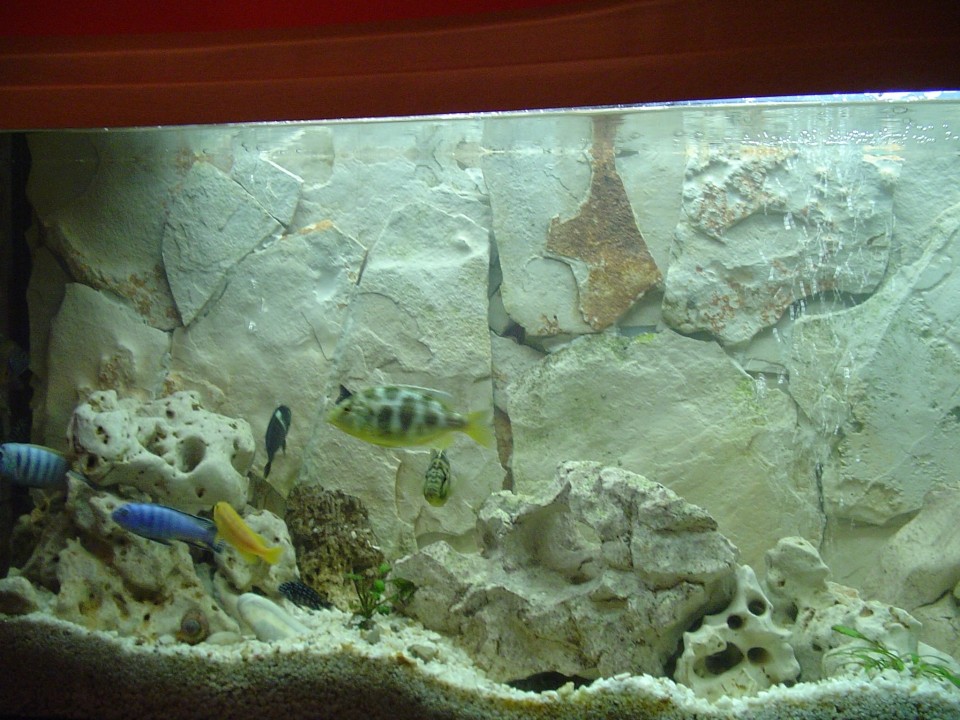 Moj akvarij - foto povečava