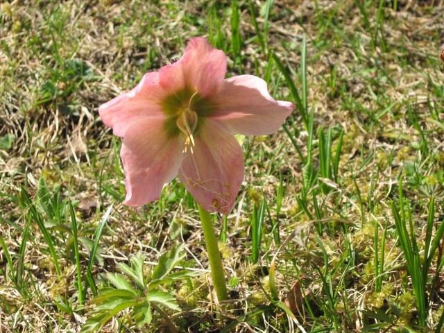 Teloh na veliki planini 1.maj 2007