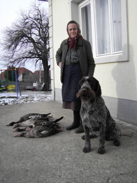 Novi - foto