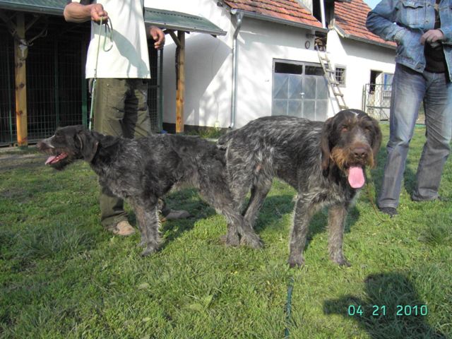Novi - foto