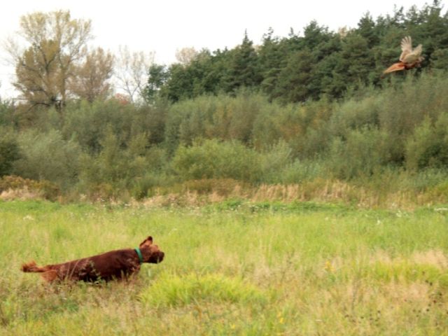 Tri - foto povečava