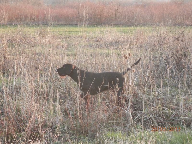 Tri - foto povečava