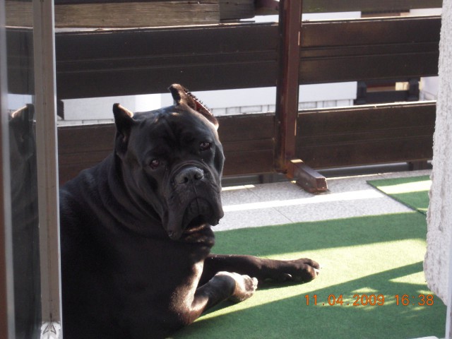 Cane corso Demon - foto