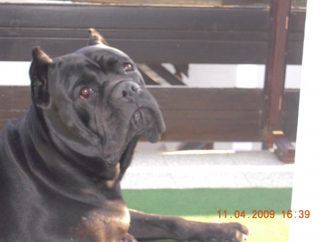 Cane corso Demon - foto