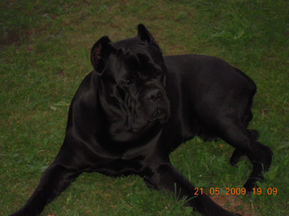 Cane corso Demon - foto povečava