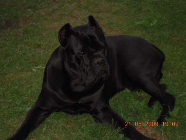 Cane corso Demon - foto