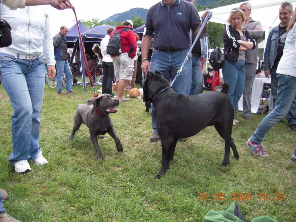 CAC MARIBOR 2009